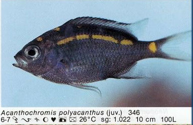 Acanthochromis polyacanthus